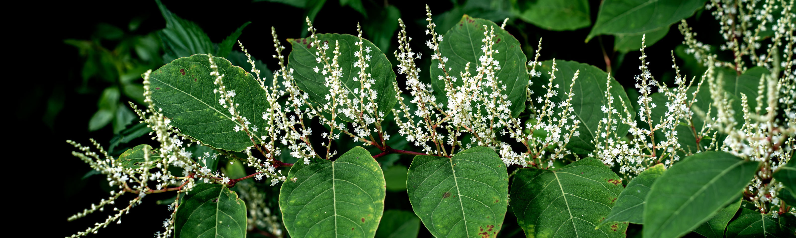 Japanese Knotweed Invading the UK.