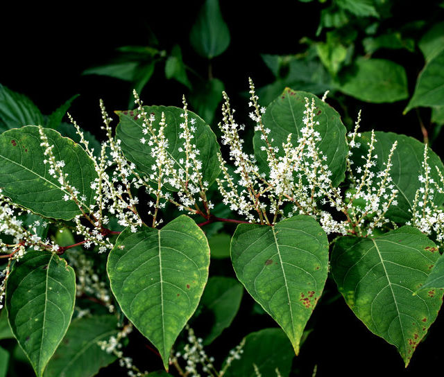 Weed Control: Protect YOUR Property!