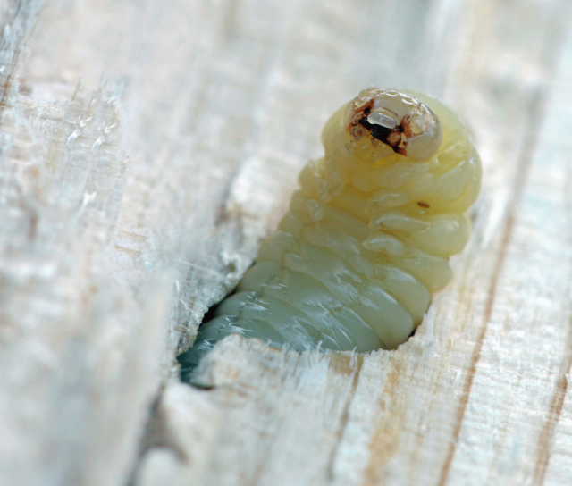 Woodworm Season: How to Identify an Infestation