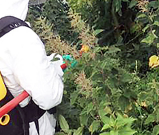 From Knotweed to Hogweed...