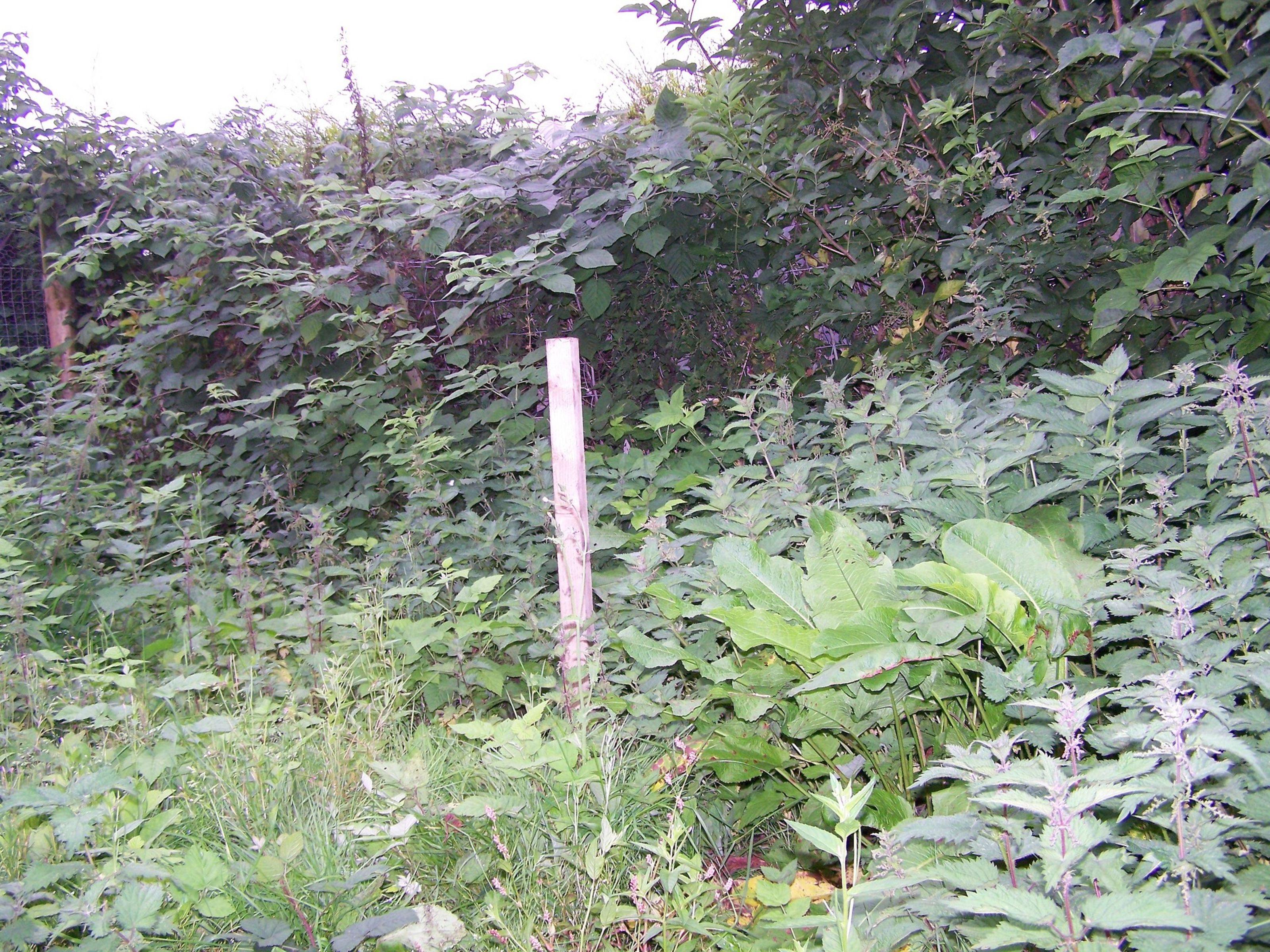 before the weedkiller (gallery)