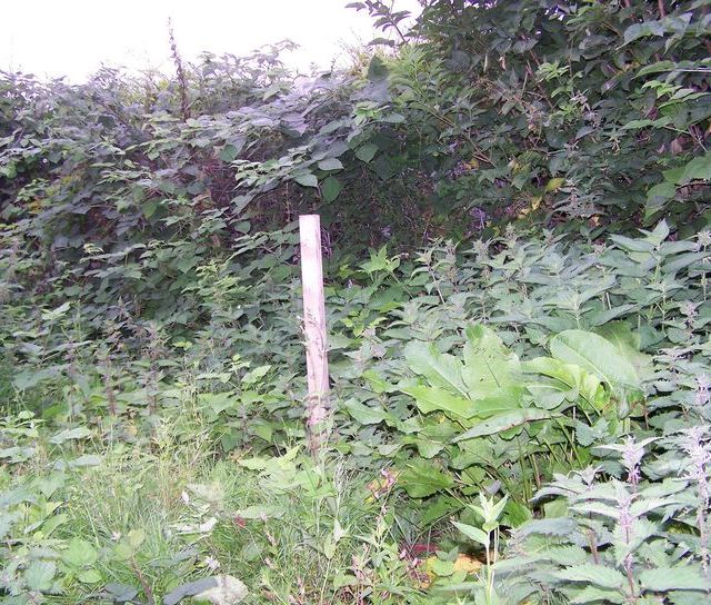 Weed Control: Prepare your Garden for Spring!