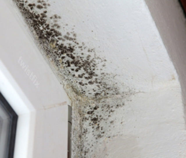 Condensation Damp and Mould