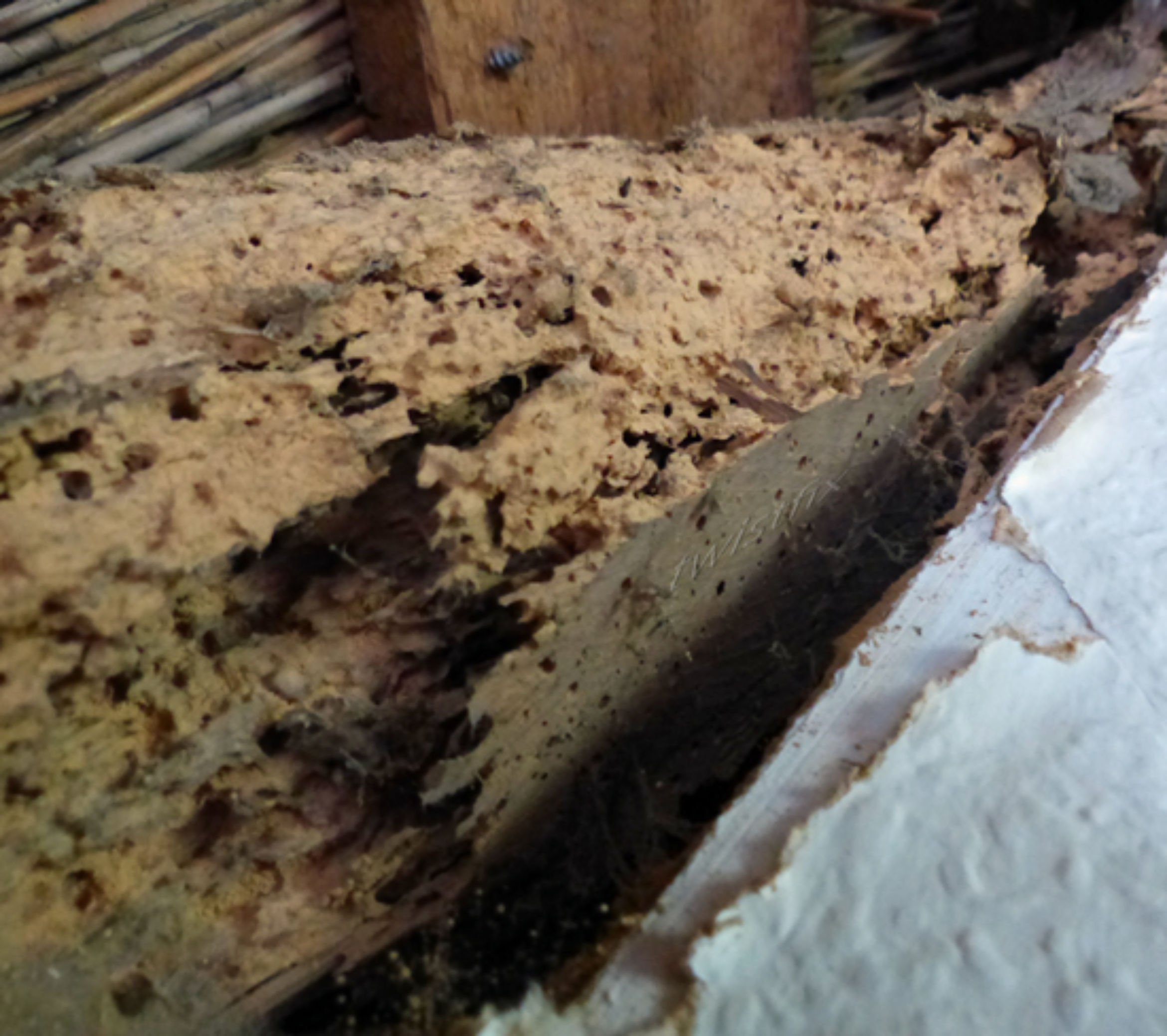 Dry Rot and Woodworm Infestation Solved by Twistfix