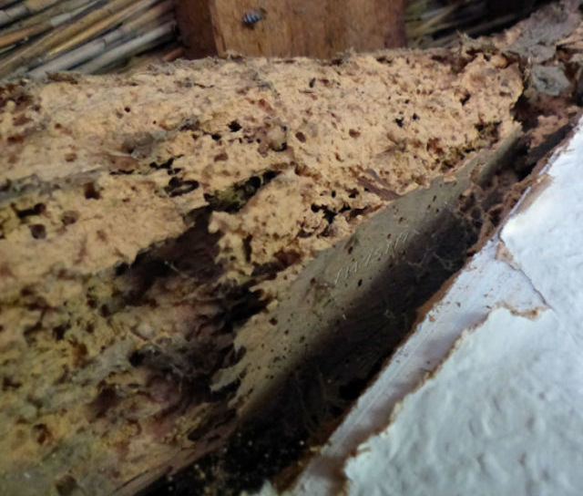 Dry Rot and Woodworm Infestation Solved by Twistfix and PermaFix