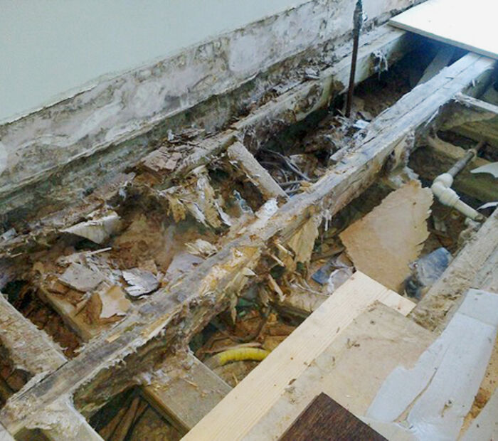 Dry Rot Outbreak