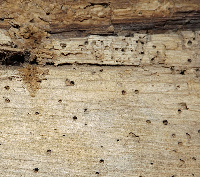 Eling Mill Woodworm