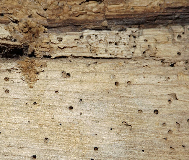 New Construction Chemicals: How to Treat Dry Rot, Wet Rot & Woodworm