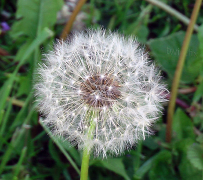 Garden-Weeds