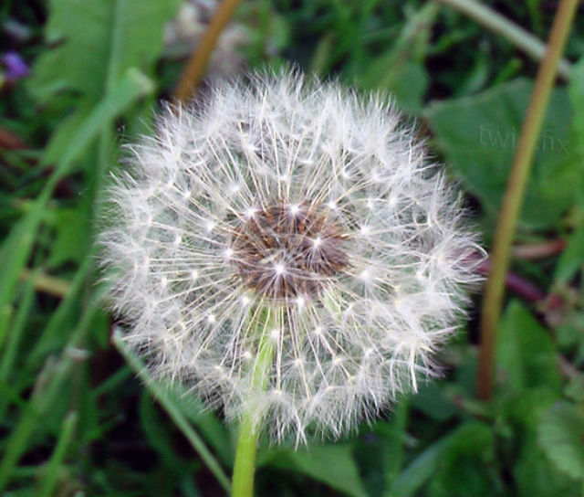 Spring Sunshine Brings Back Weeds!
