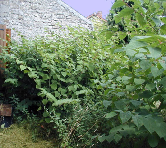 Garden-Weeds-Knotweed