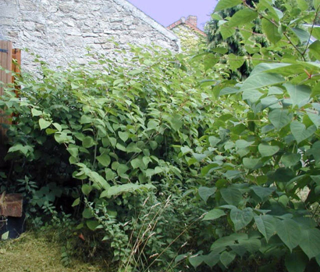 Professional Weed Control Products