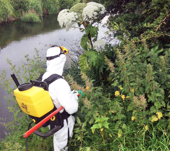 Hogweed treatment