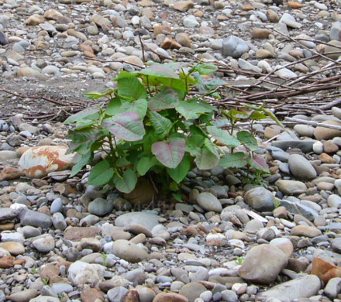 Knot-weeds-on-drive