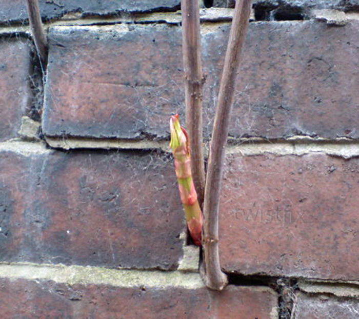 Knotweed-Damage