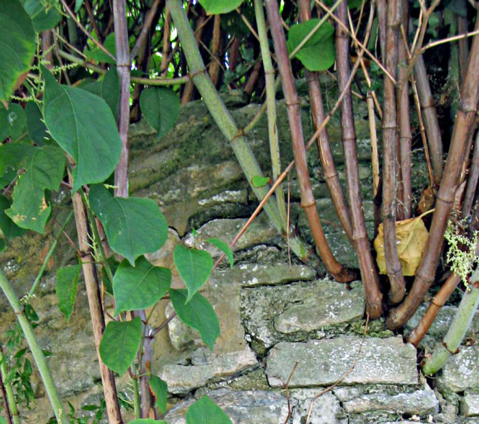 Knotweed-Damage-2