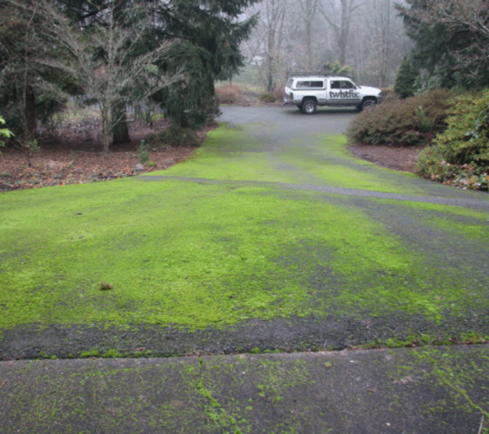 Moss-on-driveway