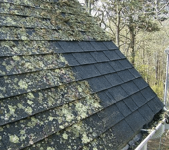 Moss-on-Roof