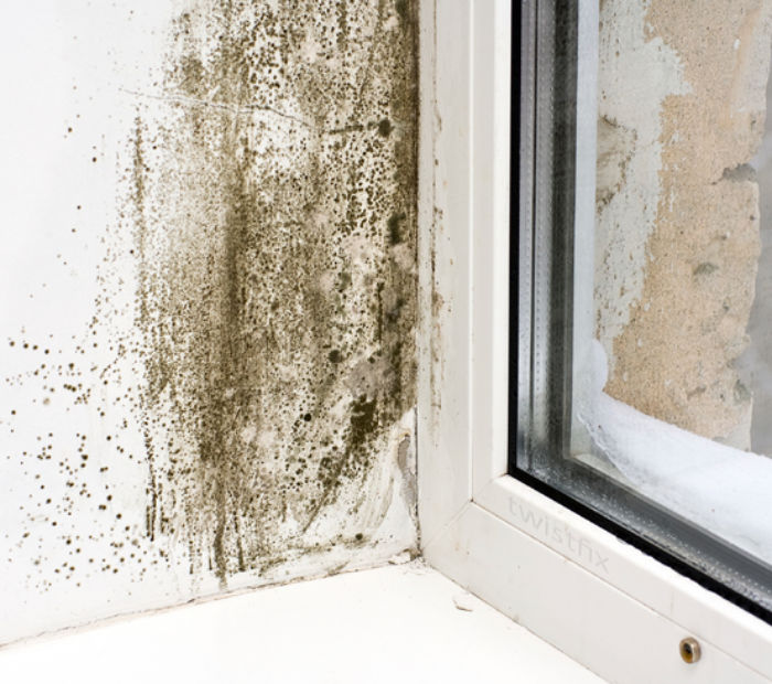 Mould-on-wall