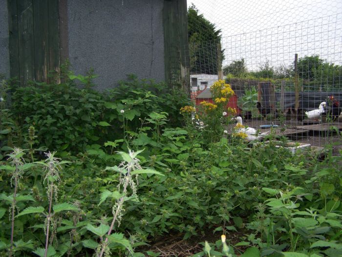 weeds before treatment