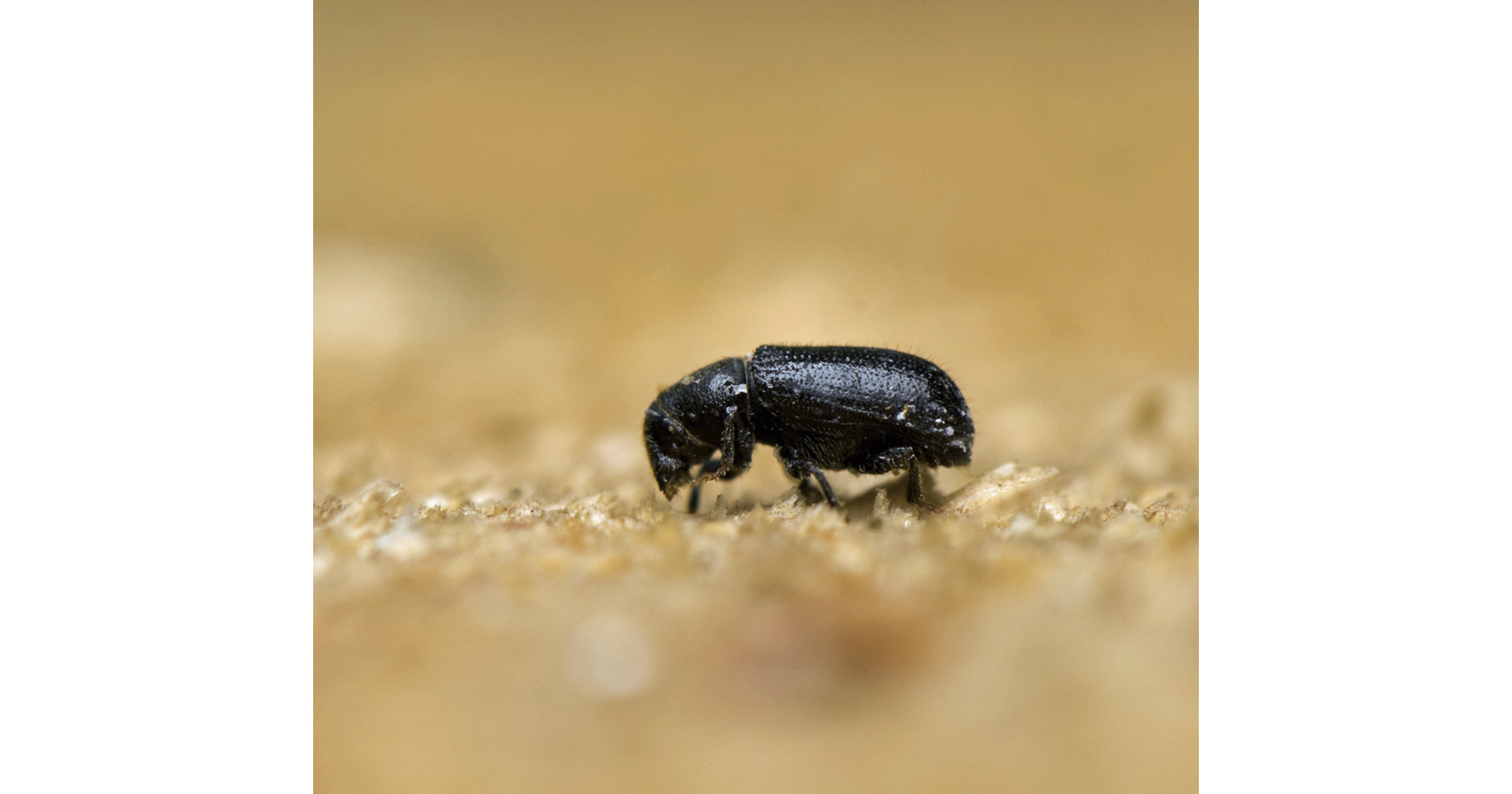 Woodworm Season How to Beat the Beetles