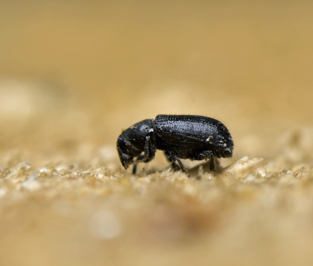 Woodworm Season - Beat the Beetles with Twistfix!