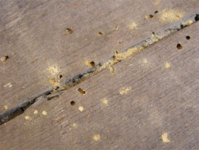 woodworm in floorboards