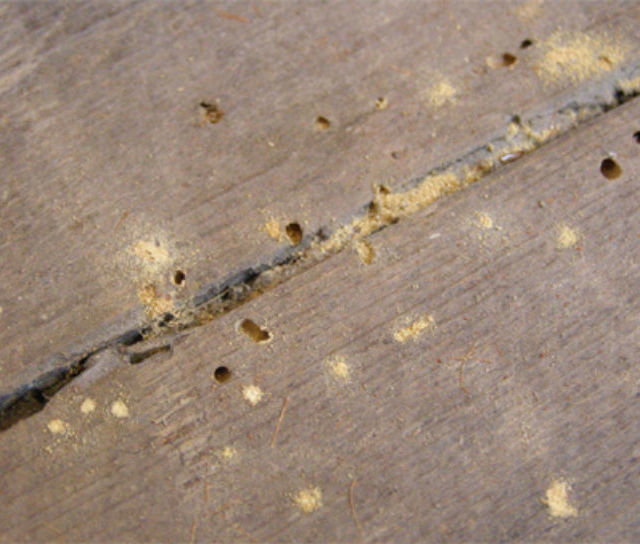 Twistfix attacks Woodworm and Rot