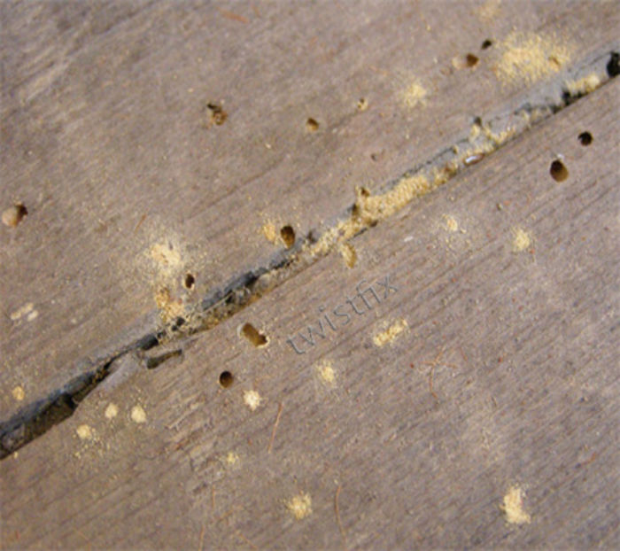 woodworm-in-floorboards