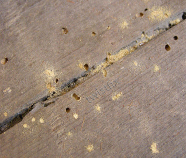Instant Treatment - Woodworm Protection from Twistfix