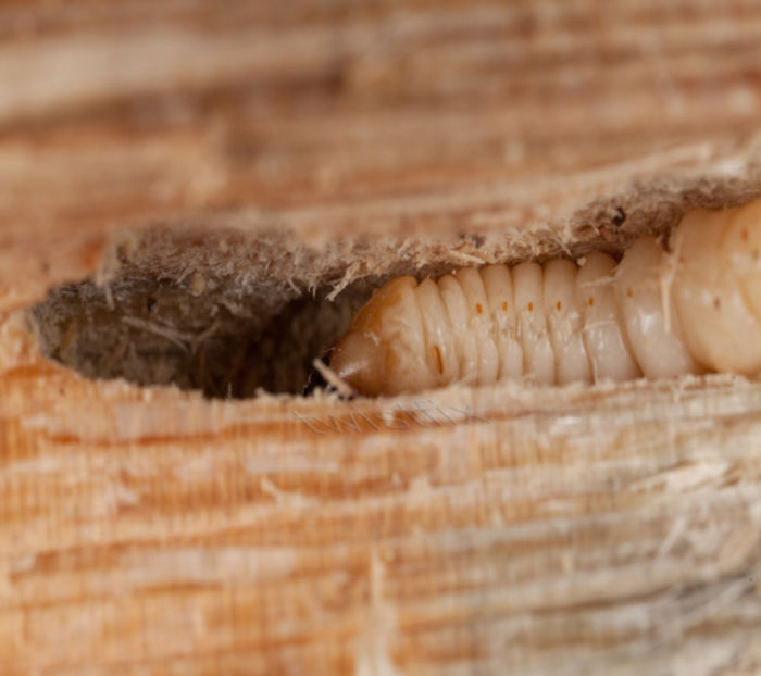 Woodworm-larvae