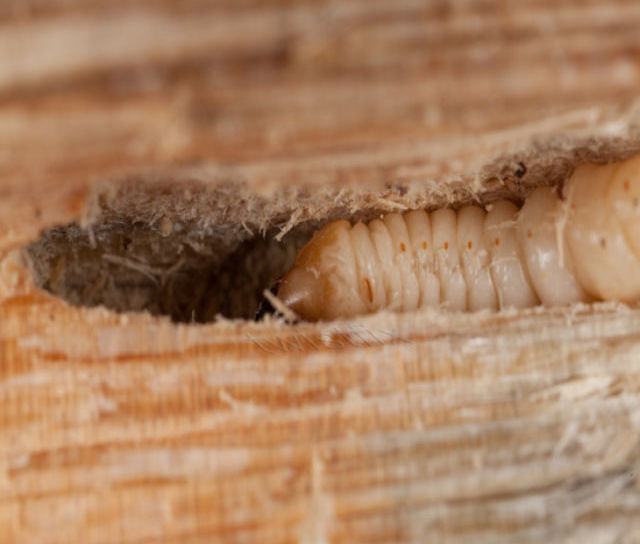 Woodworm Season – Timber Treatments 20% off
