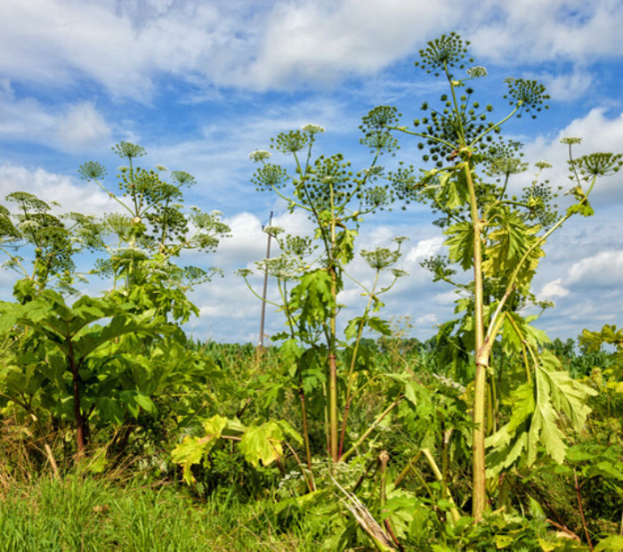 Hogweed