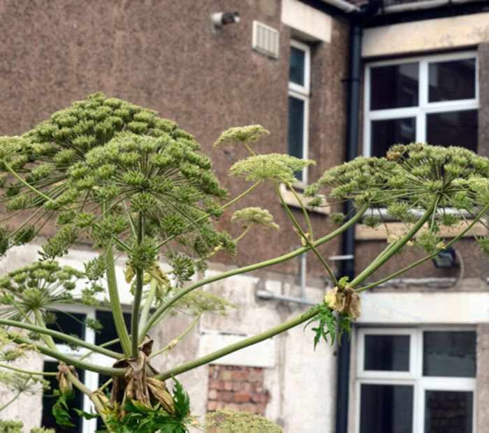 Hogweed in gardens