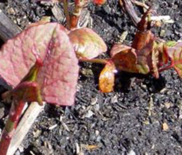 What is Japanese Knotweed?