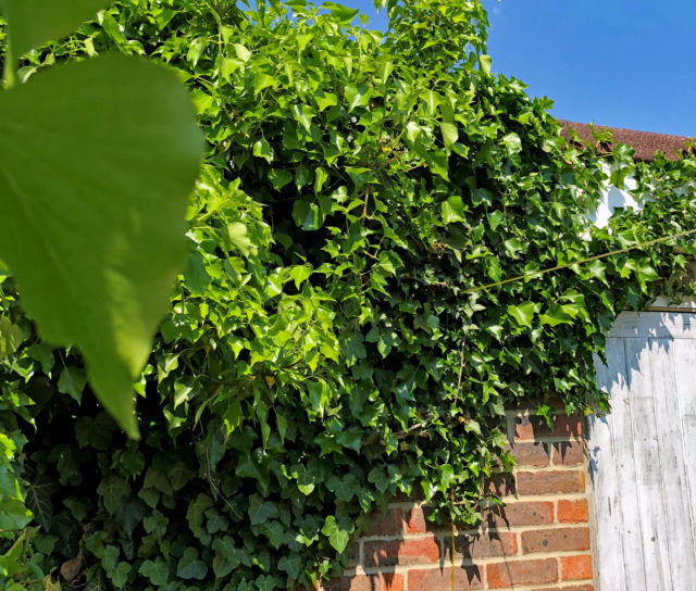 Weed All About It: Twistfix VS The Green Invaders!