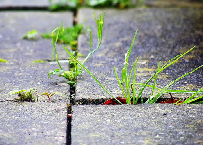 Patio Weeds