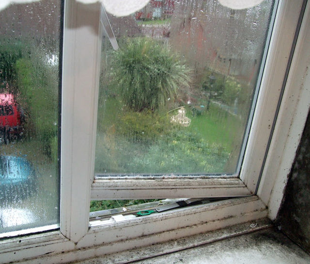 Mould Removal & Prevention